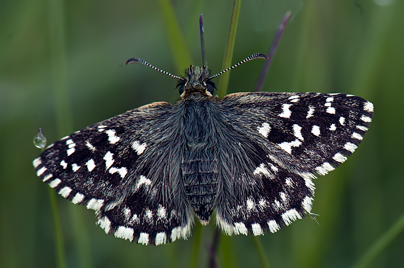Pyrgus da identificare
